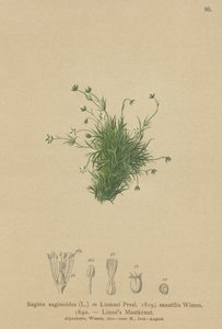 Alpesi gyöngyvirág (Sagina saginoides, Sagina Linnaei, Sagina saxatilis) alkotó: German School