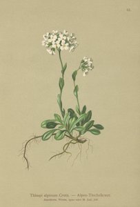 Alpesi torma (Thlaspi alpinum, Noccaea alpestris subsp. alpestris, Thlaspi minimum, Noccaea crantzii, Thlaspi kerneri, Thlaspi alpinum var. kerneri, Thlaspi alpestris) alkotó: German School