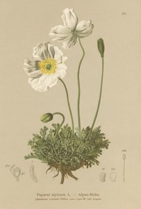 alpesi mák (Papaver alpinum, subsp. alpinum) alkotó: German School