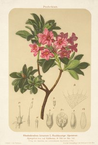Alpesi rózsa (Rhododendron hirsutum) alkotó: German School