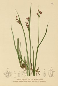 Alpesi roham (Juncus alpinus, Juncus alpinoarticulatus) alkotó: German School