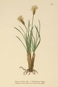 alpesi sás (Carex curvula) alkotó: German School
