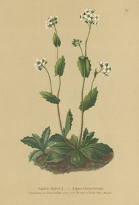 Alpesi zsázsa (Arabis alpina) alkotó: German School