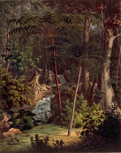 Amazon Rainforest, XXVII. táblázat a „Plantarum Cryptogamicarum Brasiliensiumból”, Johann Baptist Von Spix és Carl Friedrich Von Martius alkotó: German School