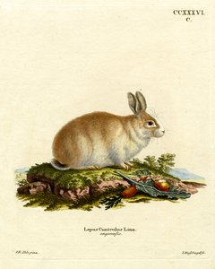 Angora Rabbit (színes metszet) alkotó: German School