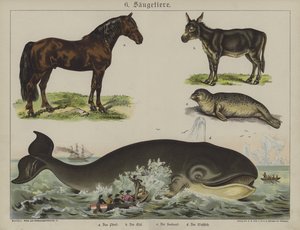 Állatok (színes litó) alkotó: German School