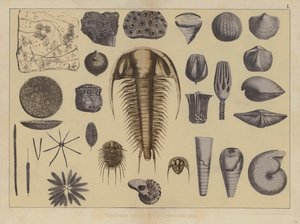 A korai paleozoikum korának állatai (színes litho) alkotó: German School