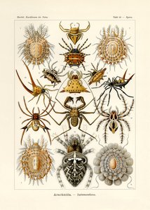 Arachnida, 1899-1904 alkotó: German School