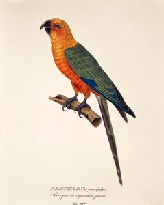 Aratinga Chrysocephalus, Johann Baptist Von Spix és Carl Friedrich Von Martius „Avium Species Nova Per Brasiliam” XIV. táblázata alkotó: German School