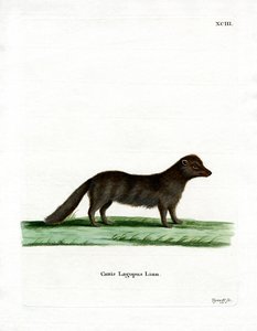 Arctic Fox (színes metszet) alkotó: German School