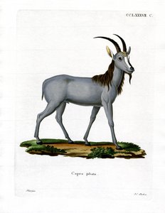 Argali (színes metszet) alkotó: German School