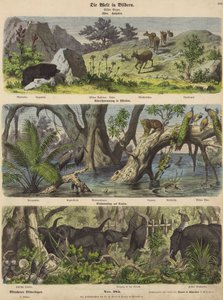 Ázsia: hegyi állatok és növények; áradások Kelet-Indiában; elefántfogás Ceylonban (színes metszet) alkotó: German School