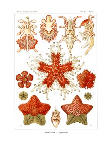 Asteridea alkotó: German School