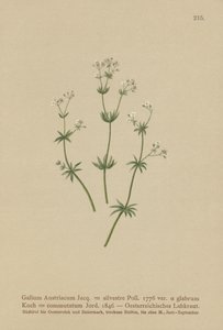 Osztrák Bedstraw ( Galium Austriacum , Galium wild ( var. glabrum ) Galium alkotó: German School