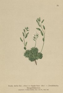 Osztrák Whitlow Grass (Draba dubia, Draba frigida) alkotó: German School