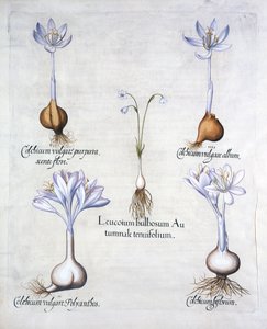 Őszi hópehely és réti sáfrány, a Hortus Eystettensisből, Basil Besler (1561-1629), pub. 1613 (kézzel színezett metszet) alkotó: German School