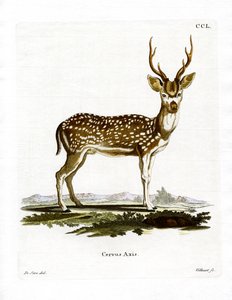Axis Deer (színes metszet) alkotó: German School