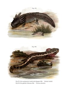 Axolotl (színes tagok) alkotó: German School