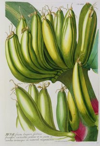 Banán, metszett Johann Jakob Haid (1704-67) 19. tábla botanikai könyvből, kocsmából. írta Augustus Vind alkotó: German School