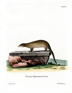Banded Mongoose (színes gravírozás) alkotó: German School