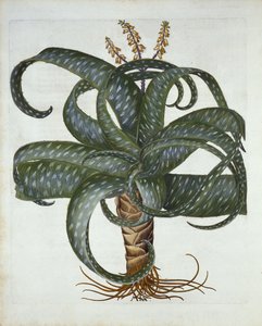 Barbados Aloe, a Hortus Eystettensisből, Basil Besler (1561-1629) pub. 1613 alkotó: German School