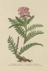 Csőrtelen vörös tetű (Pedicularis recutita) alkotó: German School