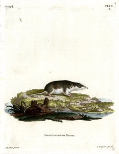 Kétszínű cickány (színes metszet) alkotó: German School