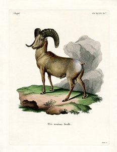 Bighorn Sheep (színes metszet) alkotó: German School