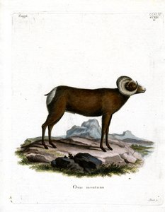 Bighorn Sheep (színes metszet) alkotó: German School