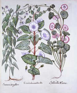 Bindweed, Dogs Bane és Sea Bindweed, a Hortus Eystettensisből, Basil Besler (1561-1629), pub. 1613 (kézzel színezett metszet) alkotó: German School