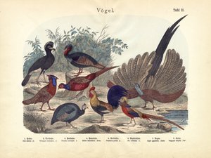 Madarak, 1860 körül alkotó: German School