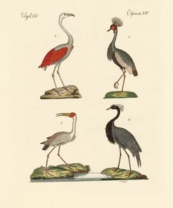Madarak forró országokból alkotó: German School