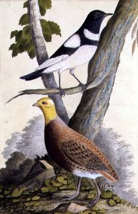 Feketetorkú rigó (Turdus ruficollis) és fogoly (Perdix perdix), 1740 körül (akvarell papíron) alkotó: German School