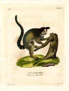 Fekete bojtos marmoset (színes metszet) alkotó: German School