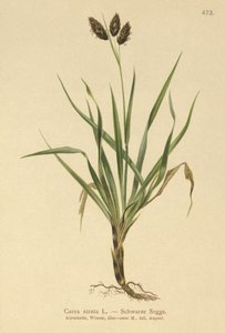 Fekete alpesi sás (Carex atrata) alkotó: German School