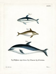 Fekete delfin (színes metszet) alkotó: German School