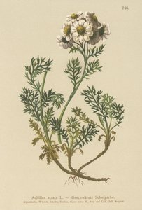 Fekete cickafark (Achillea atrata) alkotó: German School