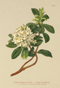Blagays Daphne (Daphne Blagayana Freyer) alkotó: German School