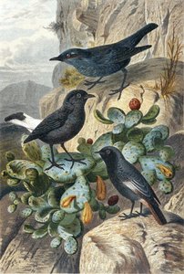 Kék sziklarigó, fekete búza és vörösfarkú, lemez a "Brehms Tierleben: Allgemeine Kunde des Tierreichs", 4. kötet, 4. o. 57, kiadja a Bibliographisches Institut alkotó: German School