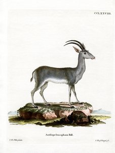 Bluebuck alkotó: German School