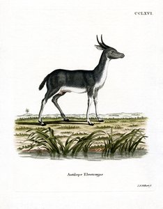 Bohor Reedbuck (színes metszet) alkotó: German School