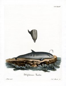 Palackorrú delfin (színes metszet) alkotó: German School