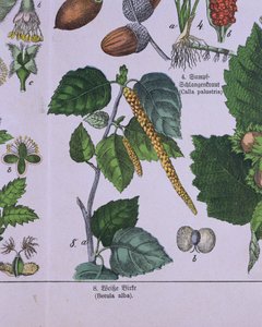 Egy ezüst nyírfa ága, G.H. Carolus Linnaeus osztályozási rendszeréről szóló könyvéből. von Schubert alkotó: German School