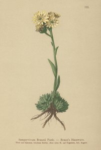 Brauns tyúk és csibék (Sempervivum Braunii) alkotó: German School