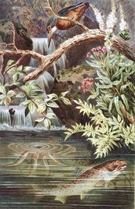 Barna pisztráng, lemez a "Brehms Tierleben: Allgemeine Kunde des Tierreichs"-ből, 8. kötet, 338. o., kiadó: Bibliographisches Institut alkotó: German School