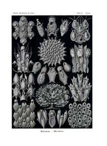 Bryozoa, 1899-1904 alkotó: German School