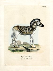 Burchell Zebra (színes metszet) alkotó: German School