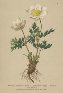 Bursers Anemone (Anemone Burseriana, Anemone grandiflora) alkotó: German School