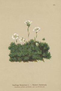 Bursers Saxifrage (Saxifraga Burseriana) alkotó: German School