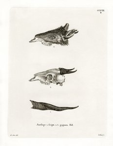 Bushbuck Horns (színes metszet) alkotó: German School